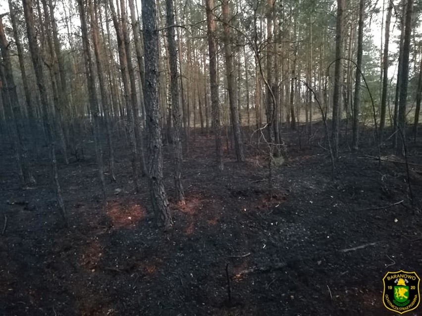 Pożar lasu, Golanka gmina Kadzidło. 17 zastępów straży pożarnej walczyło z ogniem