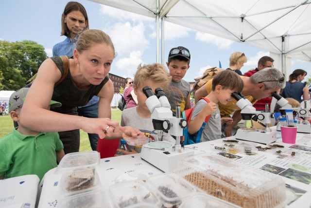 Wielkim piknikiem rodzinnym na Wyspie Młyńskiej zakończył się wczoraj IX Bydgoski Festiwal Nauki. Impreza przyciągnęła ciekawych świata bydgoszczan, którzy chcieli dowiedzieć się czegoś więcej o różnych dziedzinach nauki i miło spędzić niedzielę. Festiwal trwał od środy. W tym roku przygotowano rekordową liczbę warsztatów, zajęć, wykładów itp. Rekordową, bo ponad 1000. Przygotowano je z myślą o uczestnikach w różnym wieku, toteż na spotkaniach nie zabrakło przedszkolaków, młodzieży, a także seniorów. BFN zorganizowały bydgoskie uczelnie: Uniwersytet Kazimierza Wielkiego, Uniwersytet Technologiczno-Przyrodniczy, Collegium Medicum UMK, Wyższa Szkoła Gospodarki i Bydgoska Szkoła Wyższa oraz środowiska pozauczelniane. Końcówka maja z prawdziwie letnią pogodą (źródło TVN/X-News):