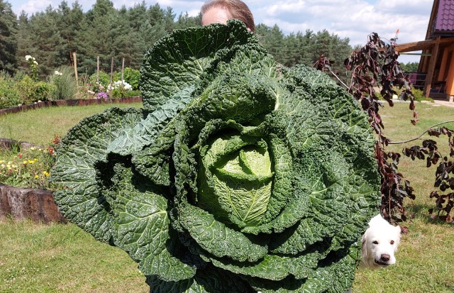 Ta kapusta jest po prostu ogromna. Przekroczyła wagę 10 kilogramów.