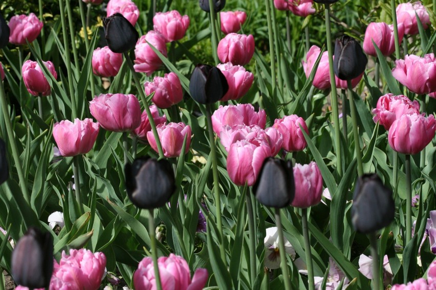 Tulipany w nietypowym kolorze...