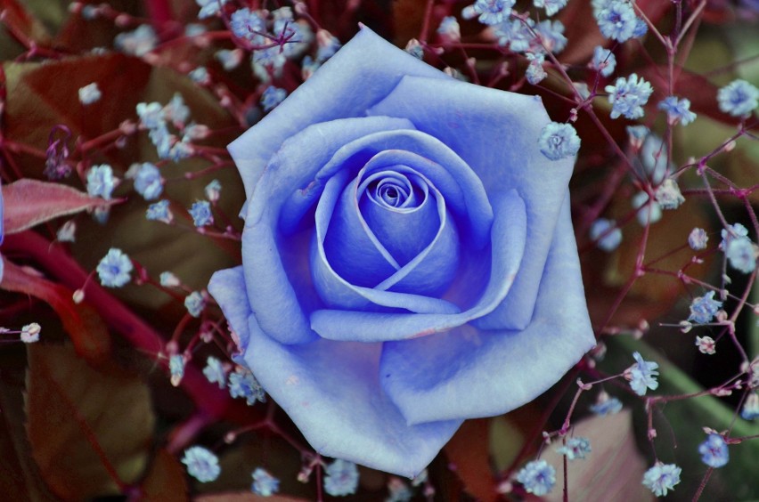 Niebieska róża...