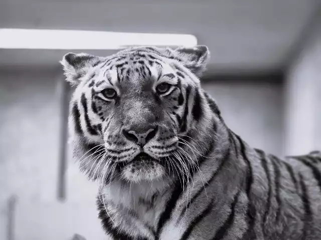Nie żyje ikona Śląskiego Ogrodu Zoologicznego. Tygrysica Tajga miała 16 lat