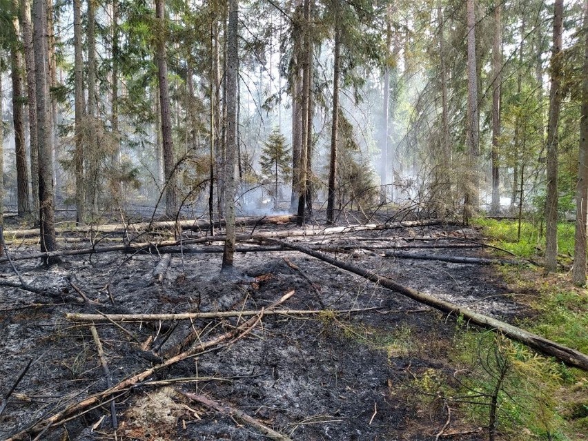 Pożar w Puszczy Białowieskiej. Wszystko wskazuje na podpalenie (zdjęcia)