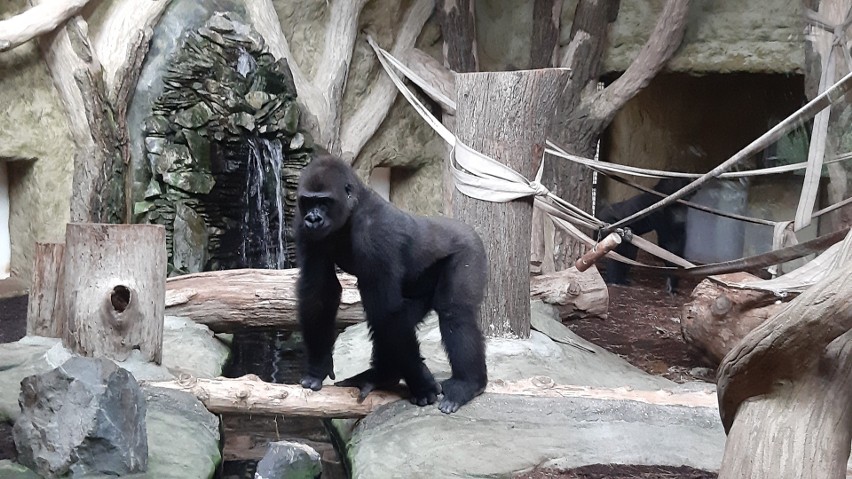 W opolskim zoo żyje kawalerskie stado goryli nizinnych.