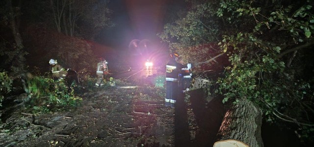 Strażacy przez całą noc musieli usuwać przydrożne drzewa, które nieznany sprawca podciął.