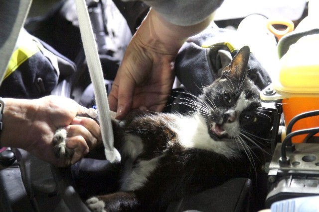 Kot był uwięziony pod silnikiem samochodu
