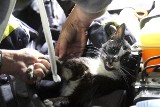 Strażacy uratowali kota w Manufakturze. Utknął pod silnikiem samochodu [ZDJĘCIA+FILM]