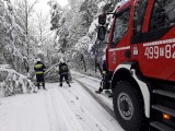 Atak zimy w Świętokrzyskiem. Strażacy mieli pełne ręce roboty. Zobacz raport