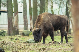Kolejny żubr zginął pod kołami wojskowej ciężarówki w Podlaskiem