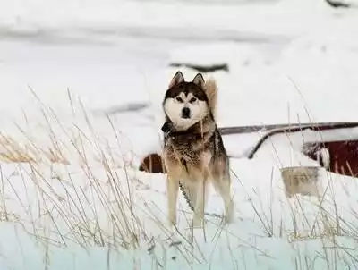 Husky i malamuty wytrzymują temperaturę minus 30 stopni Celsjusza Fot. Ingimage