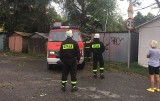 Gałąź spadła na garaż przy ulicy Modrzejewskiej w Ostrołęce
