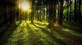 Niebezpiecznie sucho w polskich lasach. Niemal w całej Polsce obowiązuje trzeci, najwyższy stopień zagrożenia pożarowego