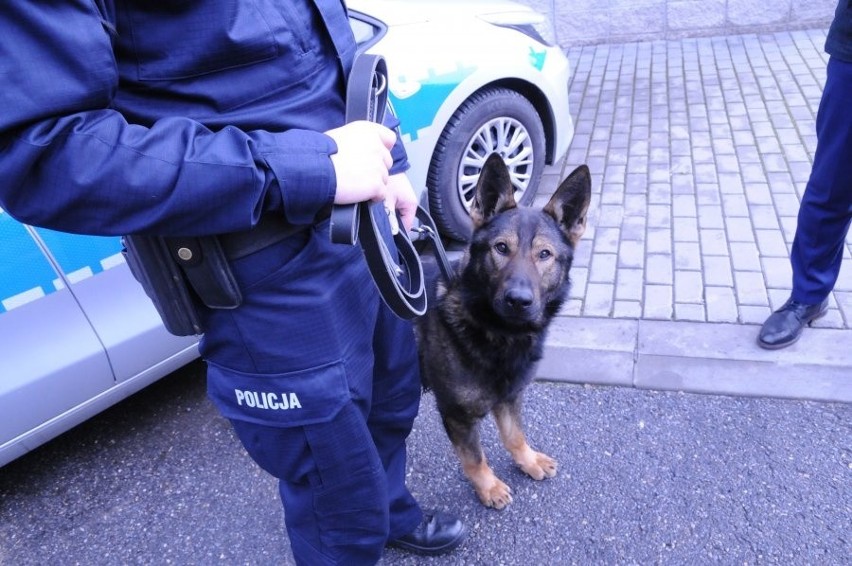 Naba i Bary rozpoczynają służbę w mieleckiej policji. To dwa świetnie wyszkolone czworonogi 