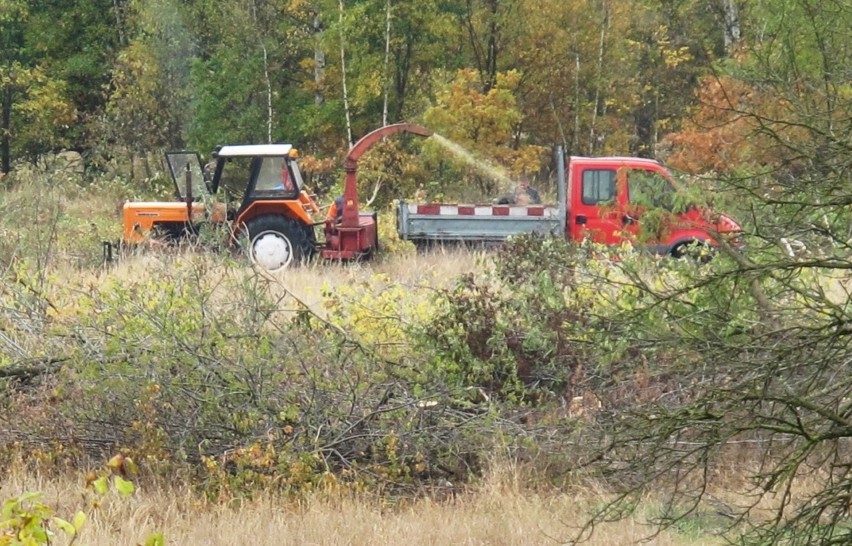 W 2015 roku na Maślicach wycięto nielegalnie dęby, brzozy,...