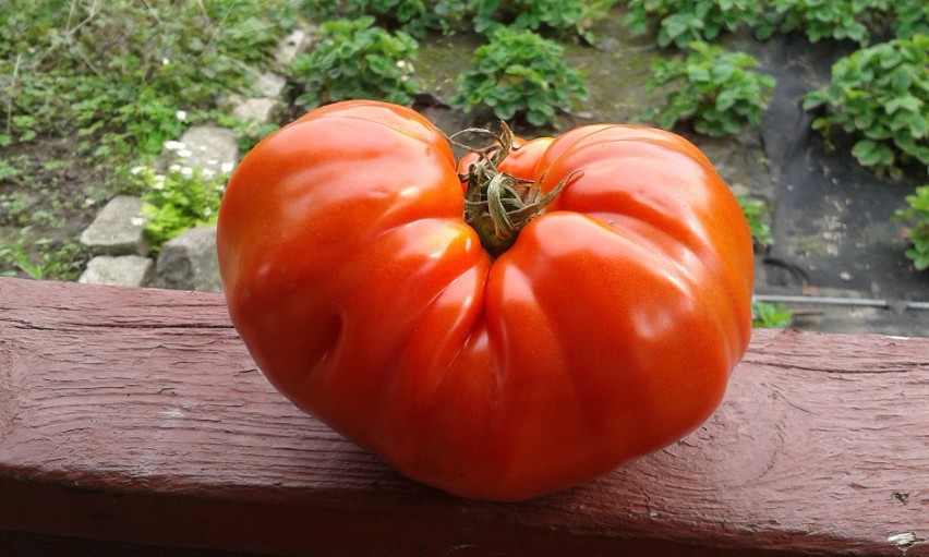 Wielki pomidor z Białogardu. Od pani Alicji
