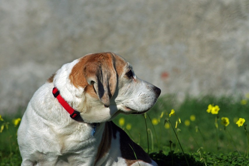 1 lipca przypada Światowy Dzień Psa. Pies to nie tylko...