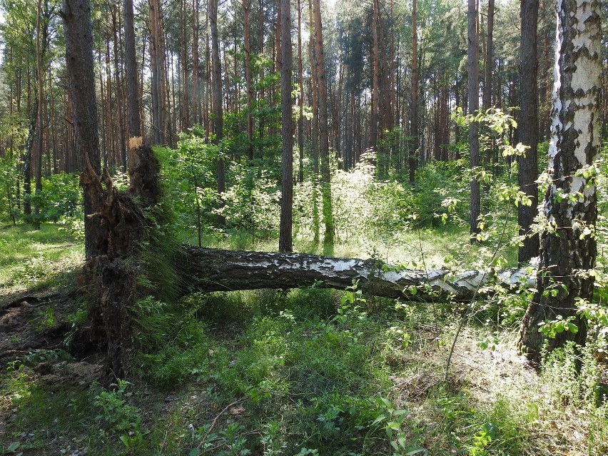 Małkinia Górna. Burza wyrządziła szkody na cmentarzu wojennym. Zdjęcia