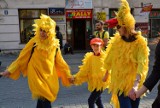 Kaczuchy przed lubelskim ratuszem (FOTO, WIDEO). Za miesiąc wyścig kaczek