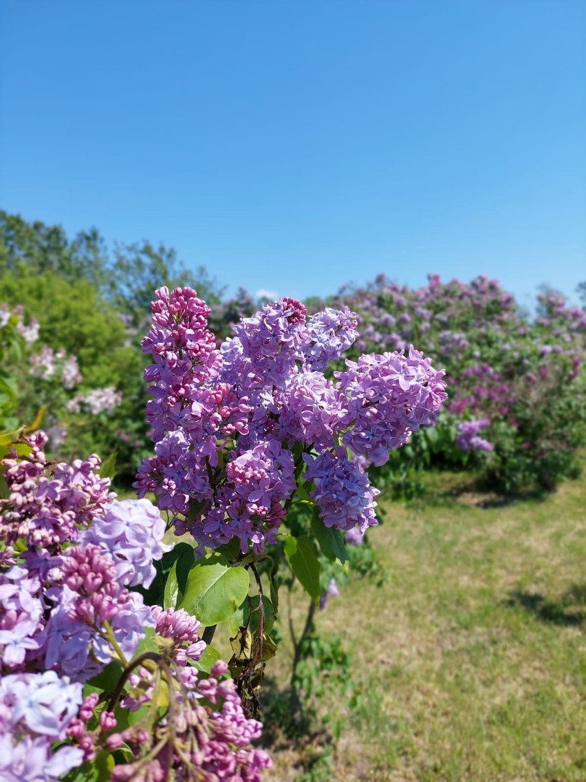 Dni lilaków w Arboretum Kórnickim