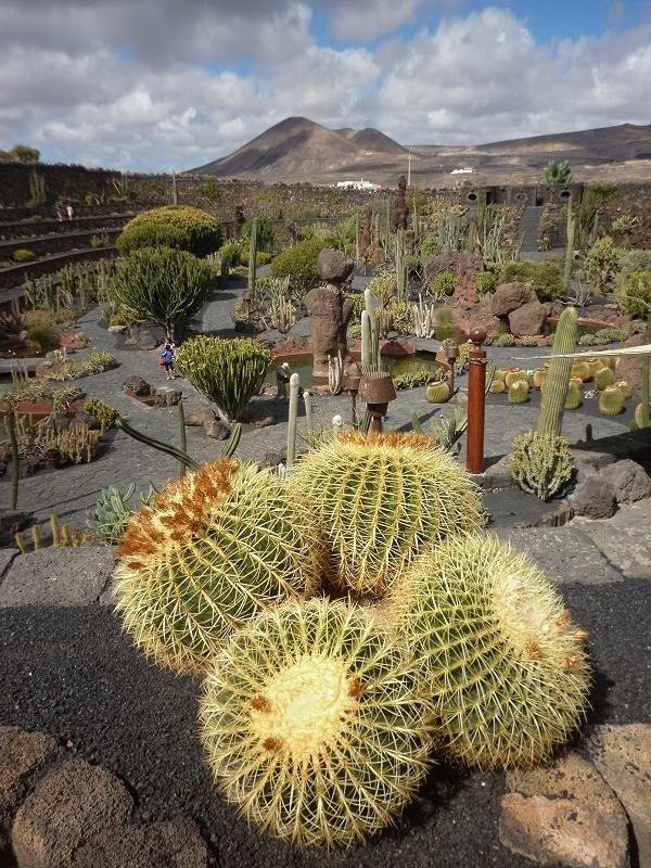 Ogród Kaktusów zlokalizowany jest amfitralnie. W tle wulkany