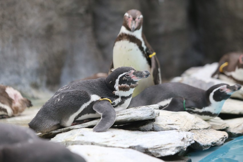 Pingwiny od razu zyskały sympatię gości śląskiego zoo. Czyż...