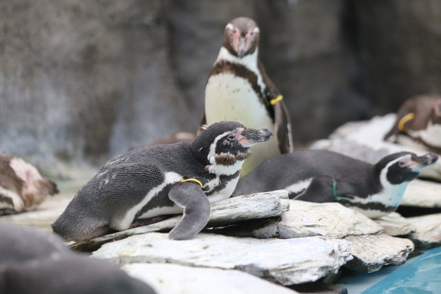 Pingwiny od razu zyskały sympatię gości śląskiego zoo. Czyż nie są cudowne?Zobacz kolejne zdjęcia/plansze. Przesuwaj zdjęcia w prawo - naciśnij strzałkę lub przycisk NASTĘPNE