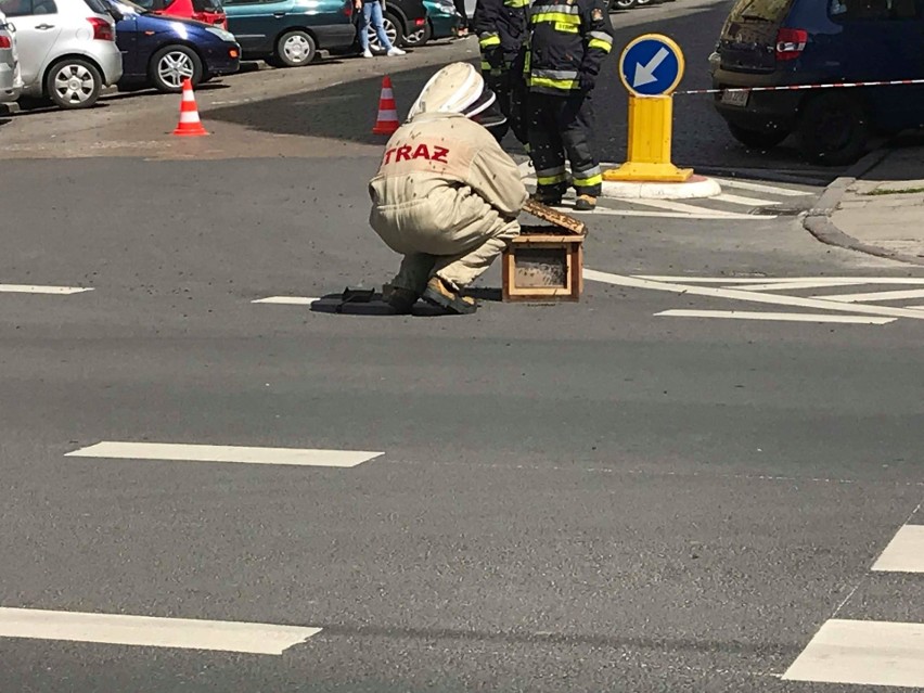 Strażacy ratują pszczoły na rogu ul. 5 Lipca i Pocztowej w Szczecinie [WIDEO, ZDJĘCIA]