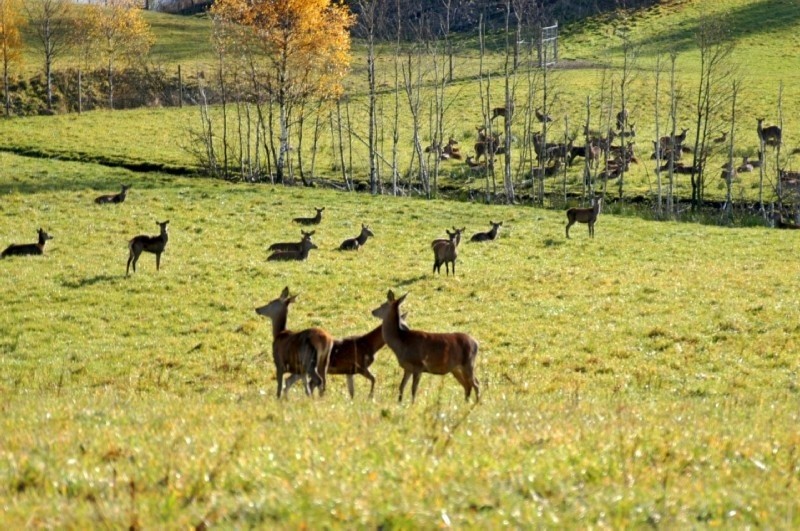 Na ląkach pasie sie az 2500 jeleni - to najwieksze stado w...