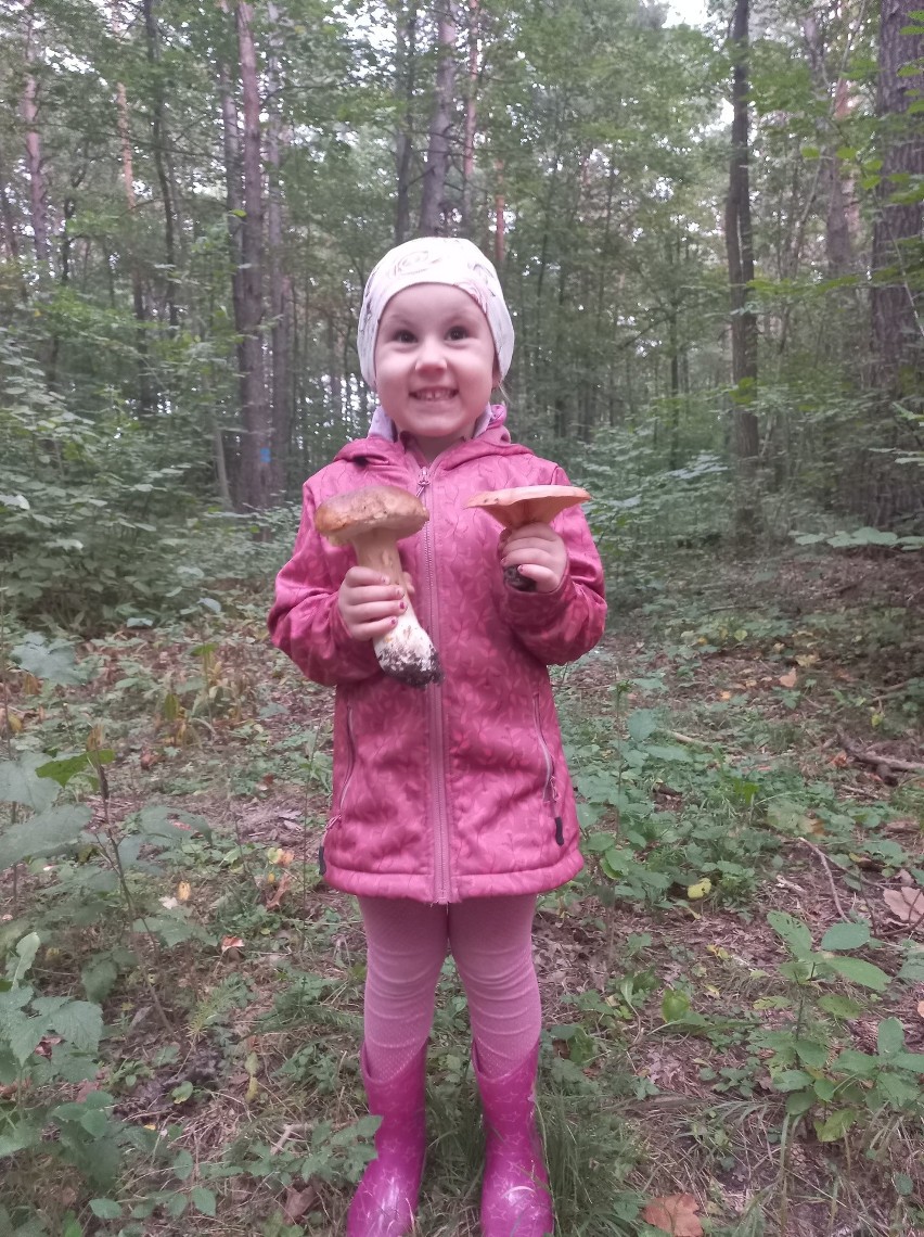 3-letnia Zuzia podczas grzybobrania z rodzicami w lesie w...