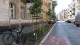 Na ulicy Małeckiego w Poznaniu powstanie nowy chodnik. Zasadzą także 7,5 tysiąca roślin