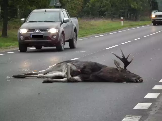 Łoś zginął na miejscu.