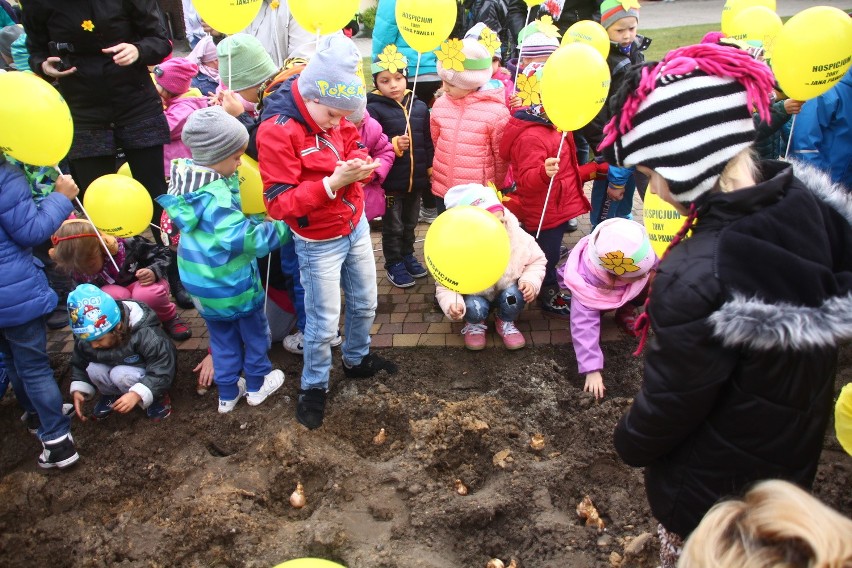 W Żorach zasadzili prawie 1000 żonkili, tworząc "Pole Nadziei" przy hospicjum