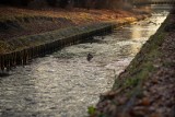 Jest ostrzeżenie hydrologiczne IMGW dla części Wielkopolski. Przekroczenie stanu alarmowego