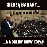 Śpiący Janusz Korwin-Mikke i bezlitośni Internauci. Politycy wrócili na Wiejską: Zobacz najlepsze MEMY 