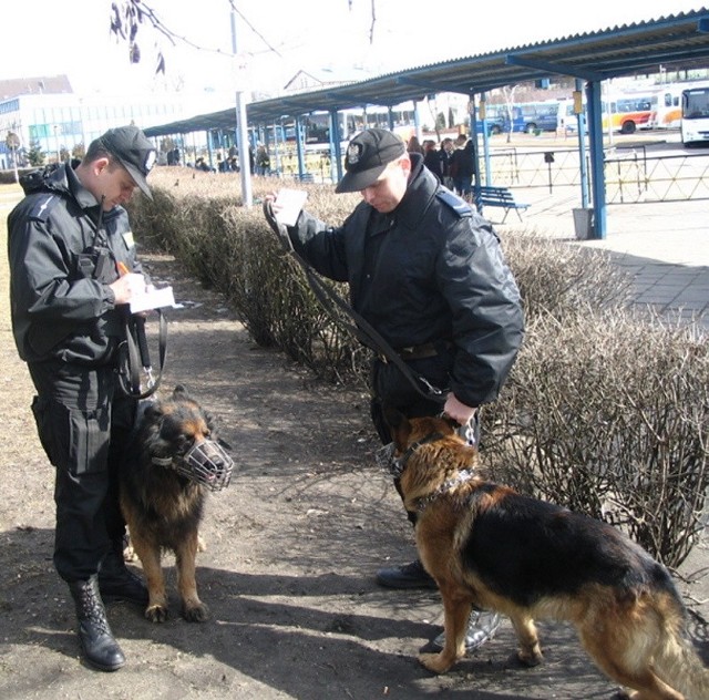 Psy towarzyszą często policjantom podczas patroli. Nawet nie muszą szczekać. Sam ich widok działa na ludzi dyscyplinująco...
