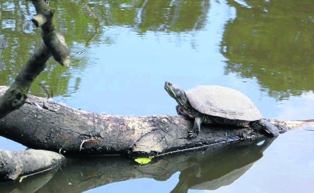 Leszczyńskie żółwie stały się atrakcją, szczególnie dla dzieci. Mają obecnie niecałe 30 cm długości, a regularnie dokarmiane mogą osiągnąć jeszcze większe rozmiary