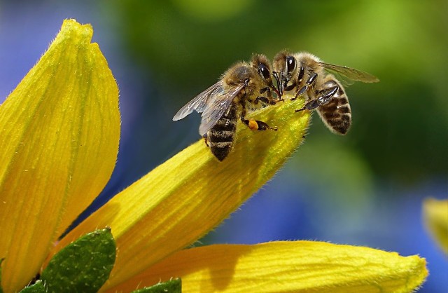 W Polsce żyje 470 gatunków owadów pszczołowatych. Aż 222 z nich zagrożone jest wyginięciem!