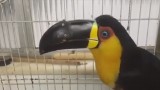 Tukan ma nowy dziób dzięki drukarce 3D