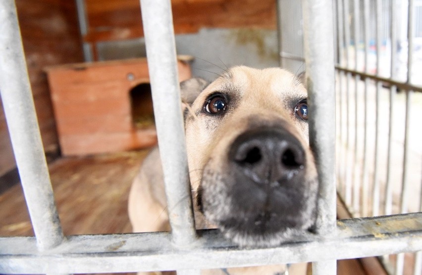 Organizacja OTOZ Animals, która od nowego roku opiekuje się...