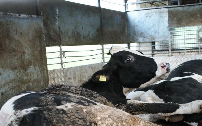Krowy transportowane do ubojni w skandalicznych wa
