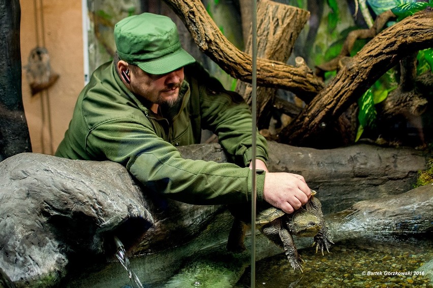 Bartłomiej Gorzkowski za chwilę wpuści żółwia do terrarium