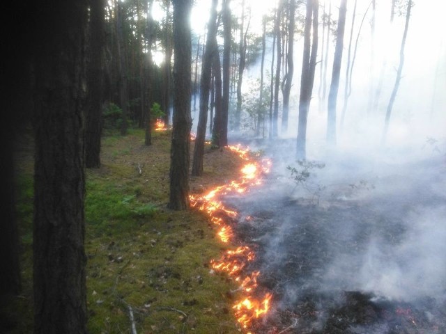 Pożar lasu w rejonie Mniszka wybuchł w poniedziałek około godziny 19. Na szczęście ogień nie dotarł do zabudowań.