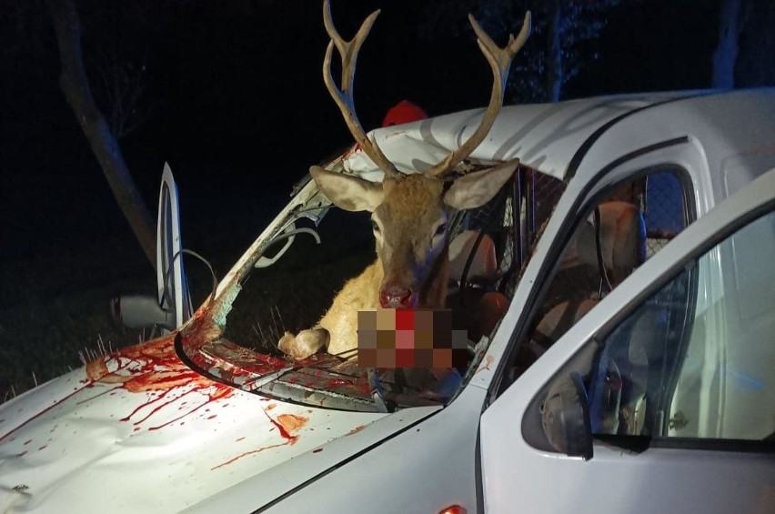 Wypadek z jeleniem w Nowym Szelkowie na drodze krajowej nr 61. Zwierzę wpadło do środka auta. 14.10.2022. Zdjęcia