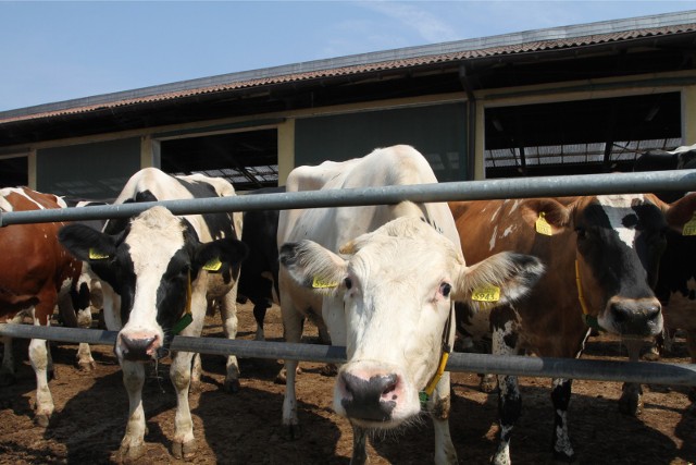 Podlascy producenci w lipcu i tak otrzymywali za mleko najwyższą cenę w kraju –  135,99 zł/hl