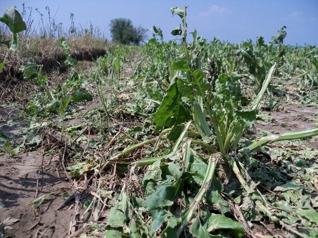 Plantacja buraków po gradobiciu.