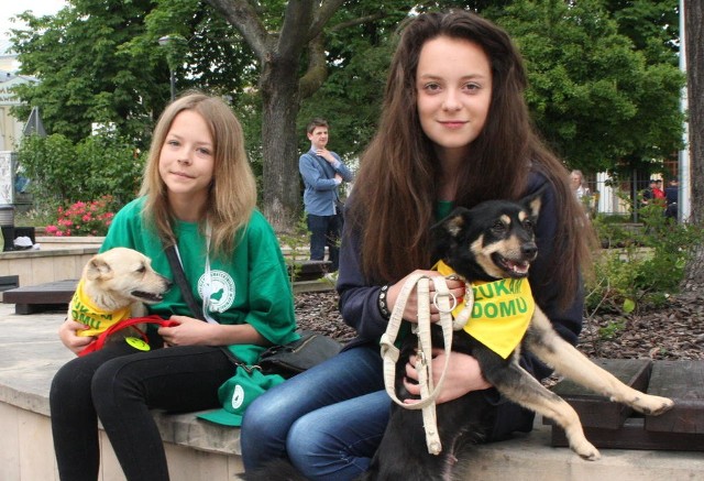 Wolontariuszki: Karolina Machulska i Aleksandra Baran zachęcają do adopcji. Ich podopiecznymi są dwie szukające domu suczki: Daisy i Klonusia.