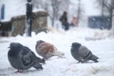 Województwo podlaskie. Minionej nocy w Suwałkach było -16 °C. Prognoza pogody na piątek 23.02.2018 (wideo)