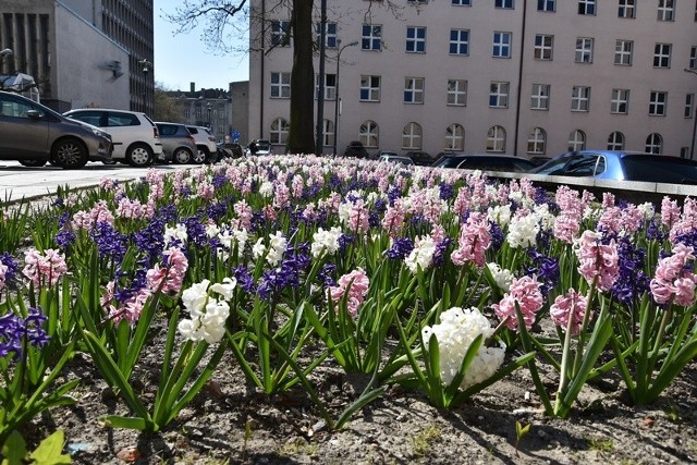 Jest wiosna, to już oficjalnie! Prognozy pogody oraz buchająca kolorami roślinność pozwalają mieć nadzieję, że ta kapryśna pora roku, której nadejścia w pełnej krasie wielu oczekiwało już od początku marca, wreszcie rozgościła się w Łodzi na dobre. Wczorajsza pogoda była tylko przedsmakiem spodziewanego od dziś ocieplenia i stabilizacji aury na poziomie „ciepło i słonecznie” . Przynajmniej do końca kwietnia.Na tyłach UMŁ, od strony pl. Komuny Paryskiej, kwitną właśnie hiacynty.Czytaj na kolejnych slajdach 