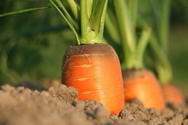 Marchew należy do najzdrowszych warzyw, jest też lekko strawna. Warto ją mieć w ogrodzie.