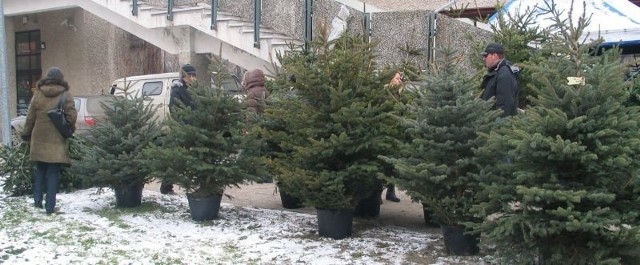 Sprzedaż choinek w sąsiedztwie Tarnobrzeskiej Spółdzielni Mieszkaniowej, to jedno z kilku miejsc w Tarnobrzegu, gdzie można kupić żywe drzewko świąteczne.